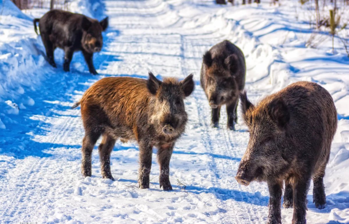 Стадо Кабанов