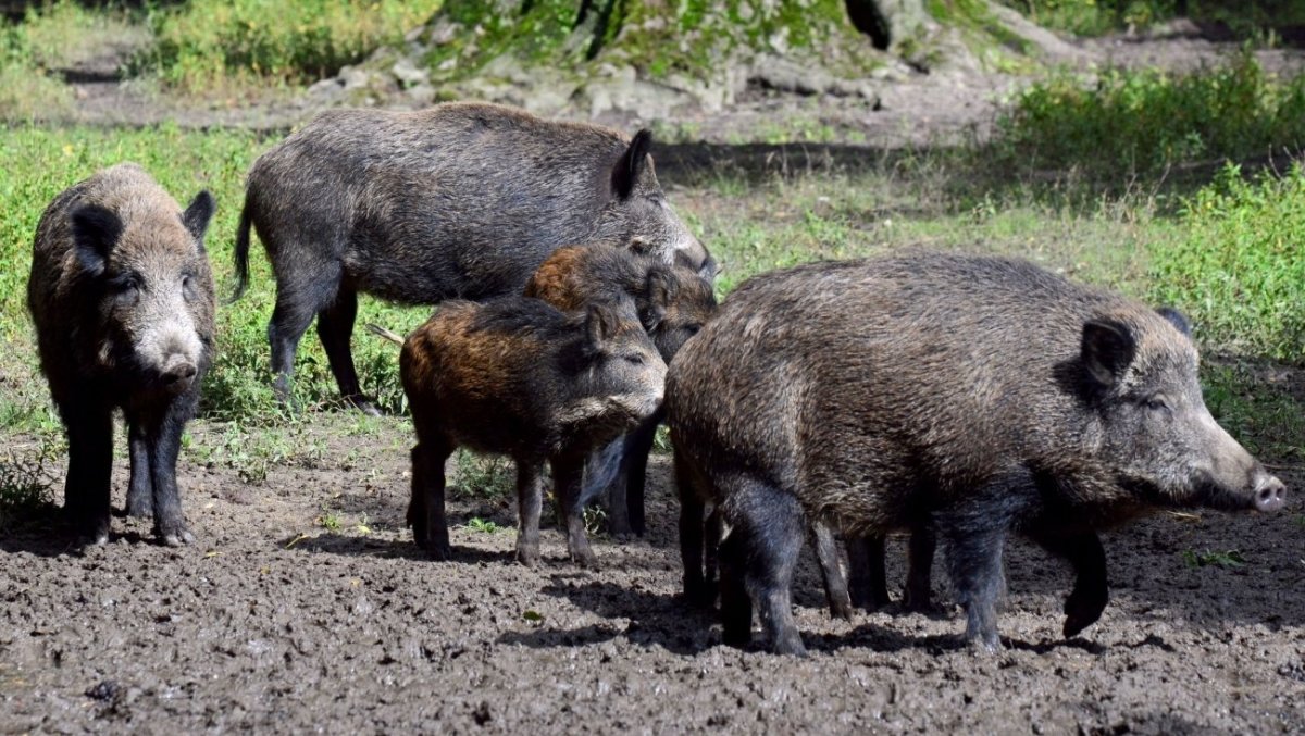 Дикий кабан Краснодарского края