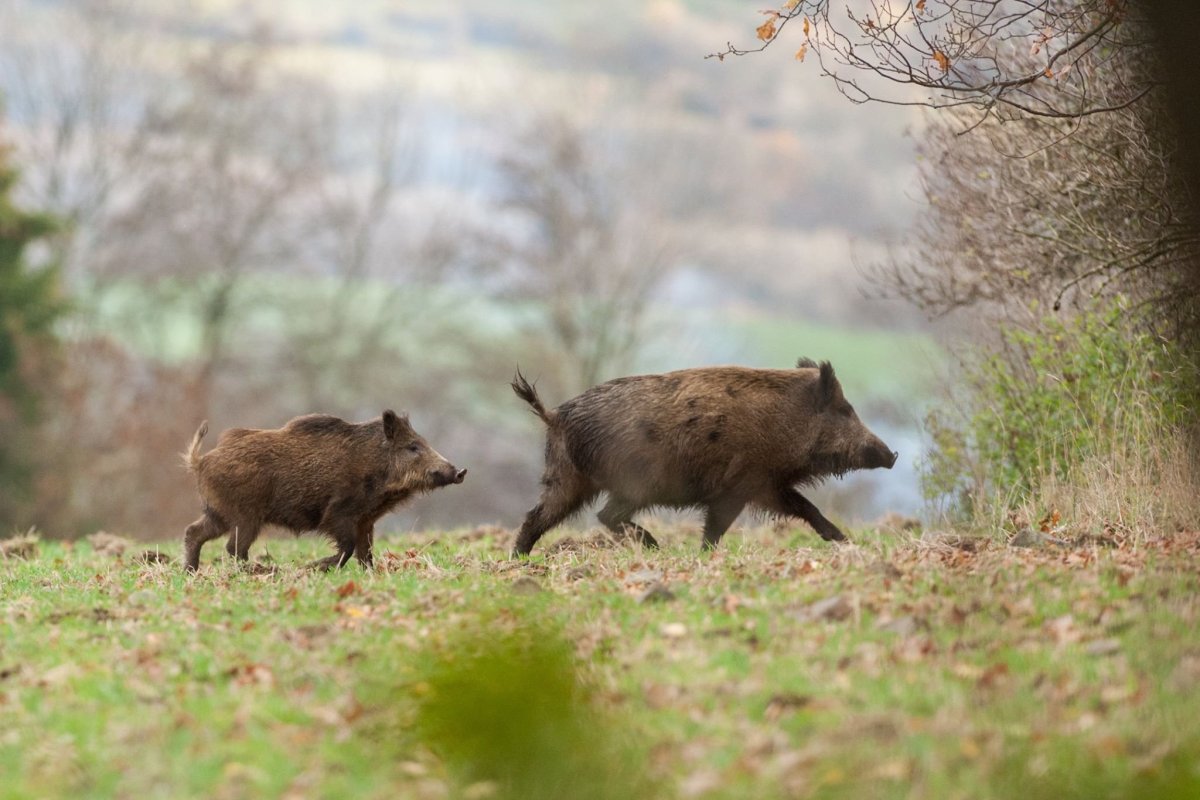 Джергинский заповедник животные