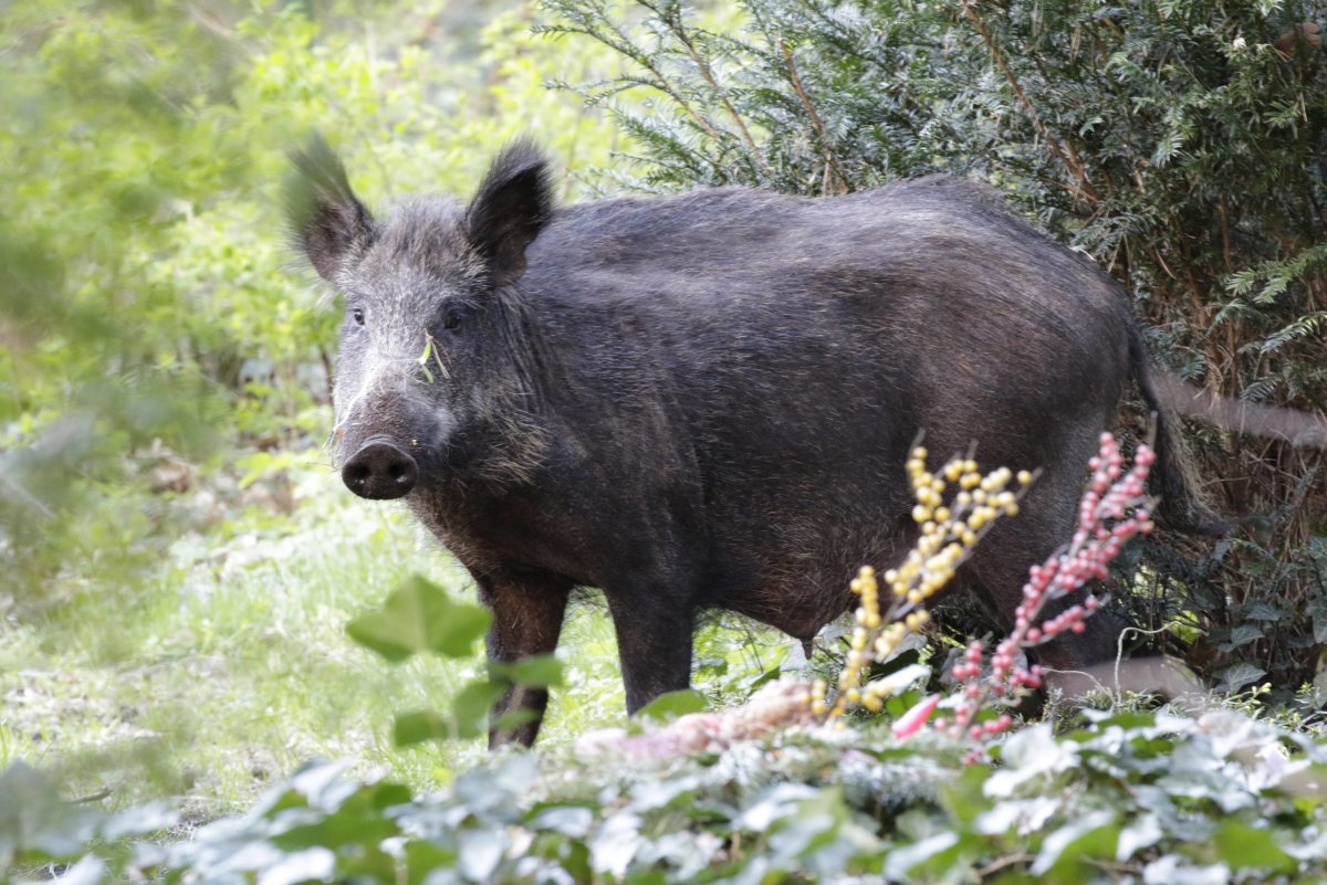 Дикий кабан Юго-Восточной Азии
