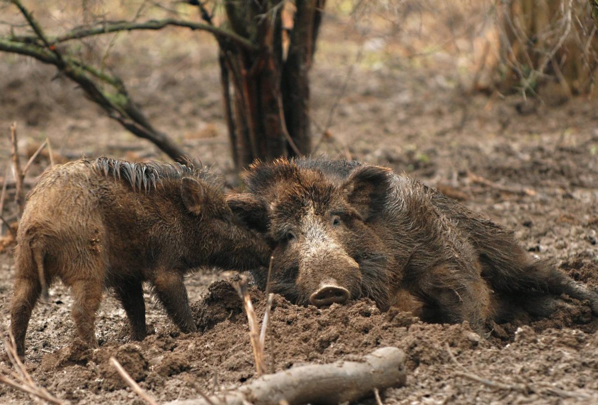 Хищный кабан