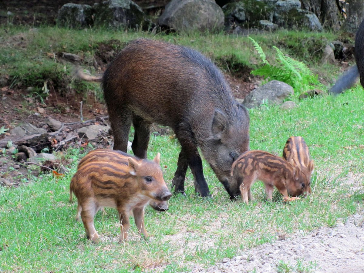 Кабан и кабаниха