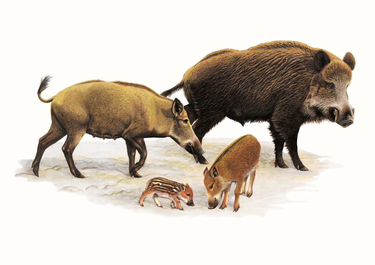 Семьи диких животных