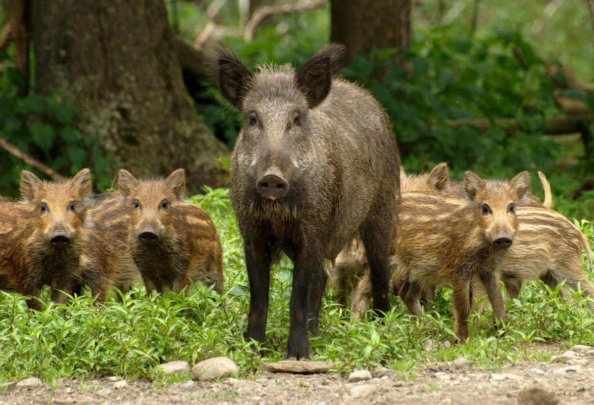 Кабан кабаниха и кабаня