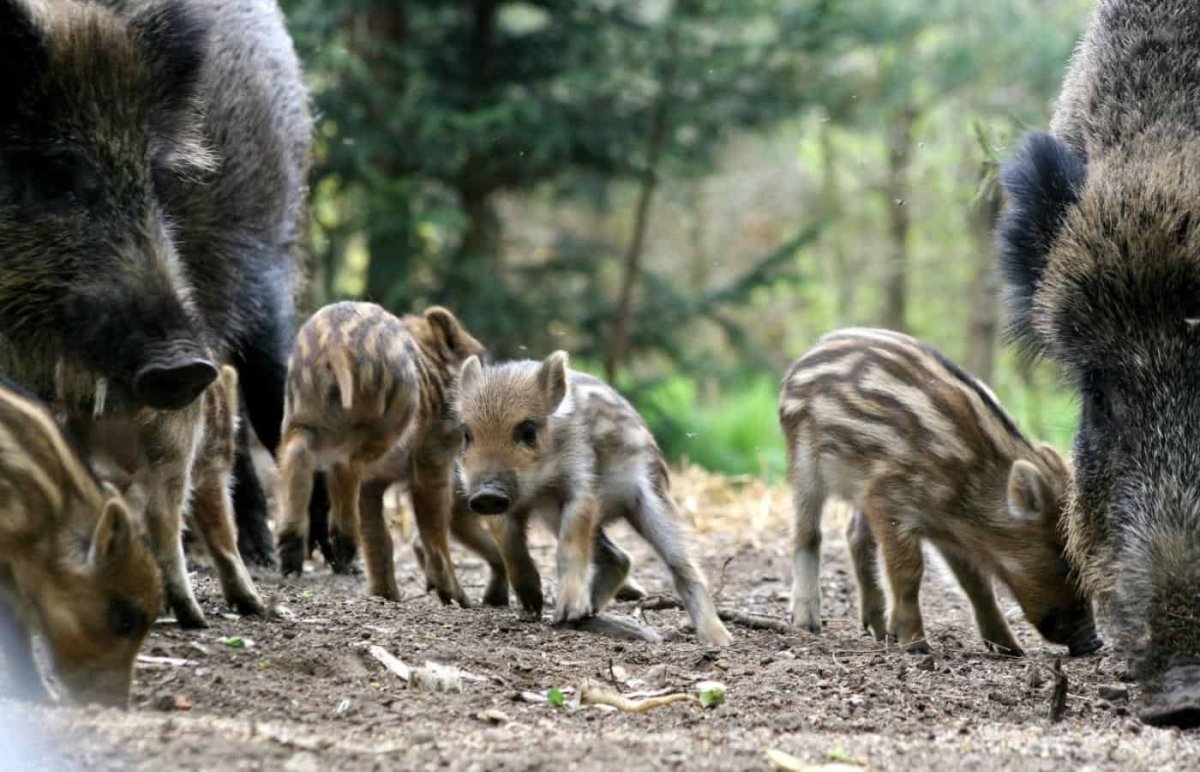 Беловежская пуща кабаны