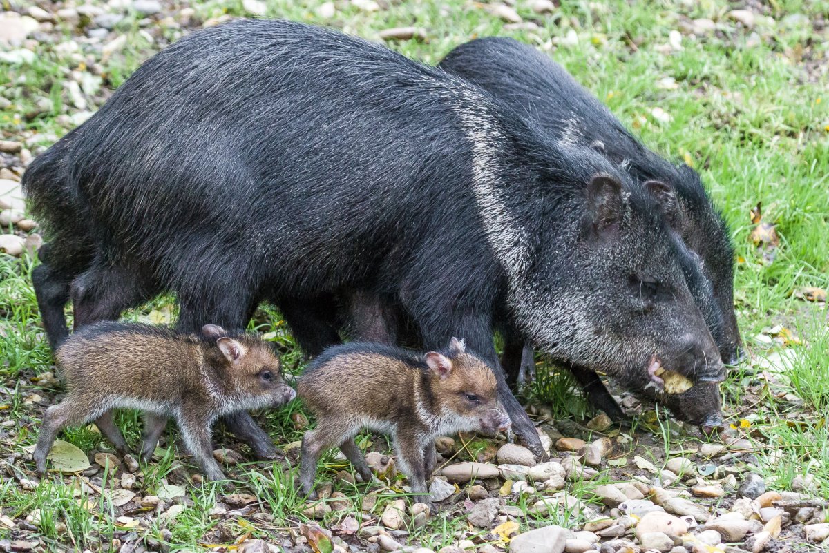 Ошейниковый пекари