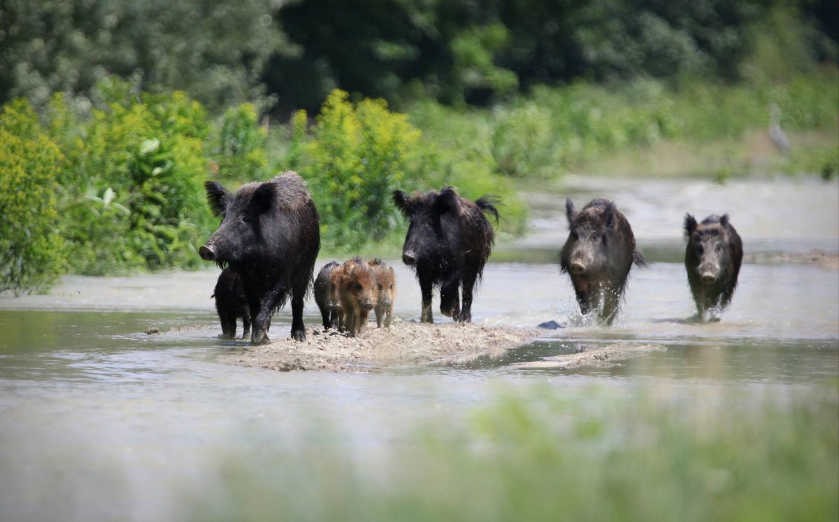 Стадо диких Кабанов