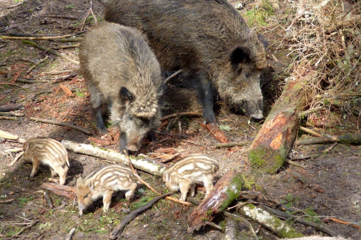 Кабаниха самка кабана