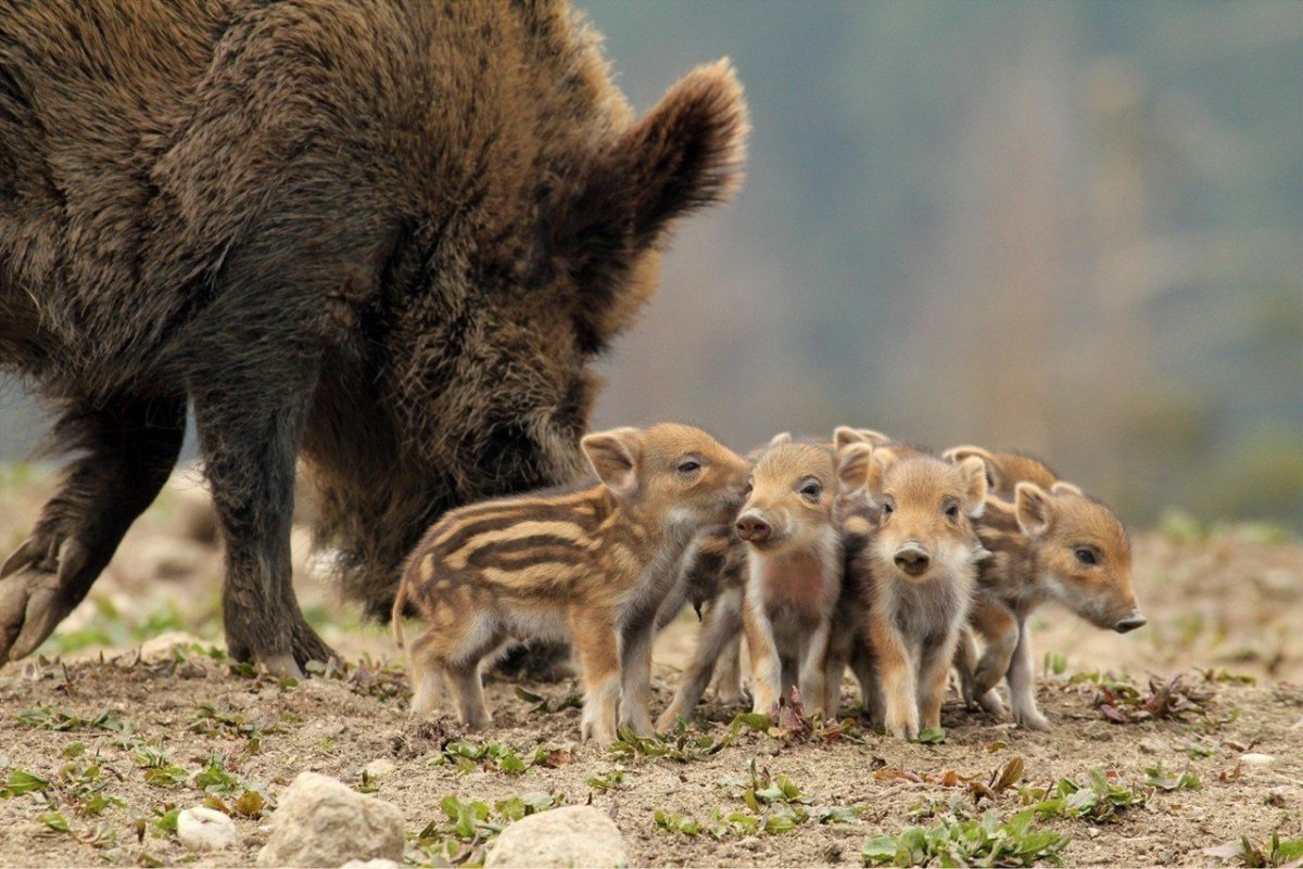 Кабаниха с кабанятами
