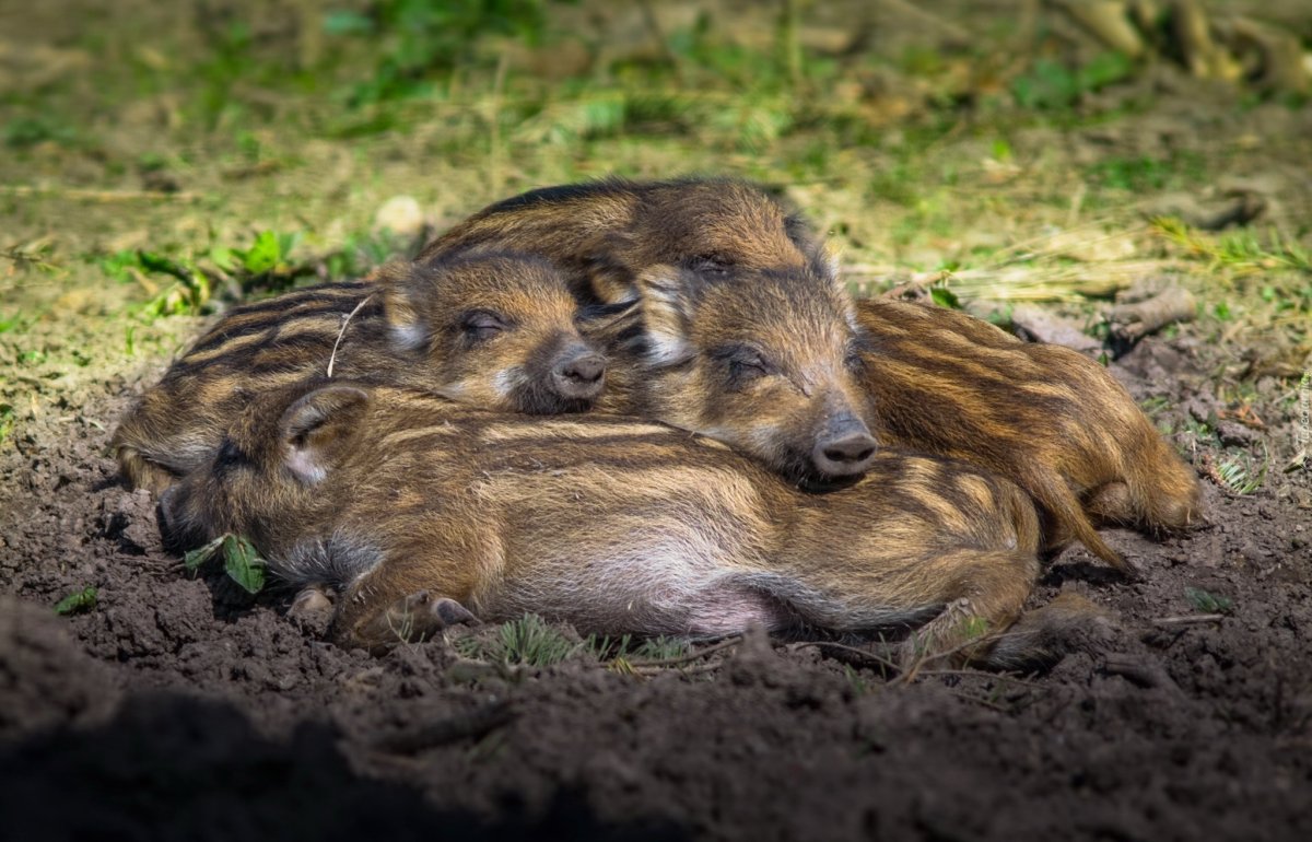 Кабан в дикой природе