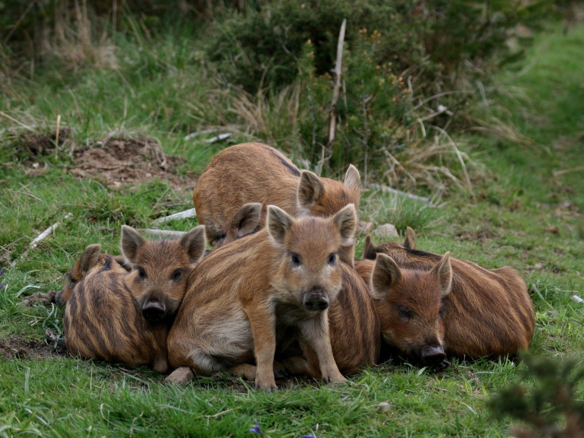 Кабаниха с кабанятами