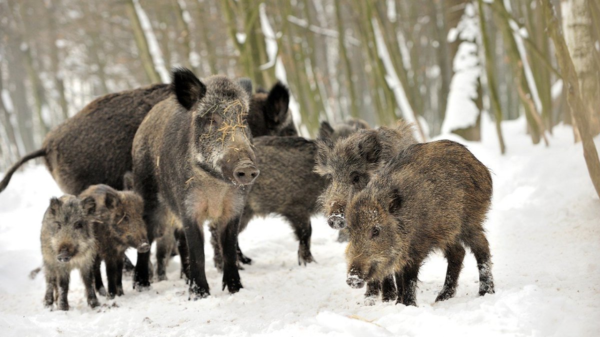Дикий кабан зимой