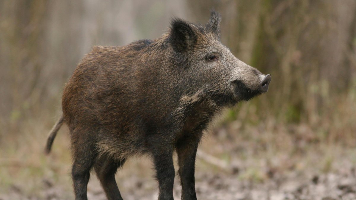 Дикий кабан секач в горах Кавказа
