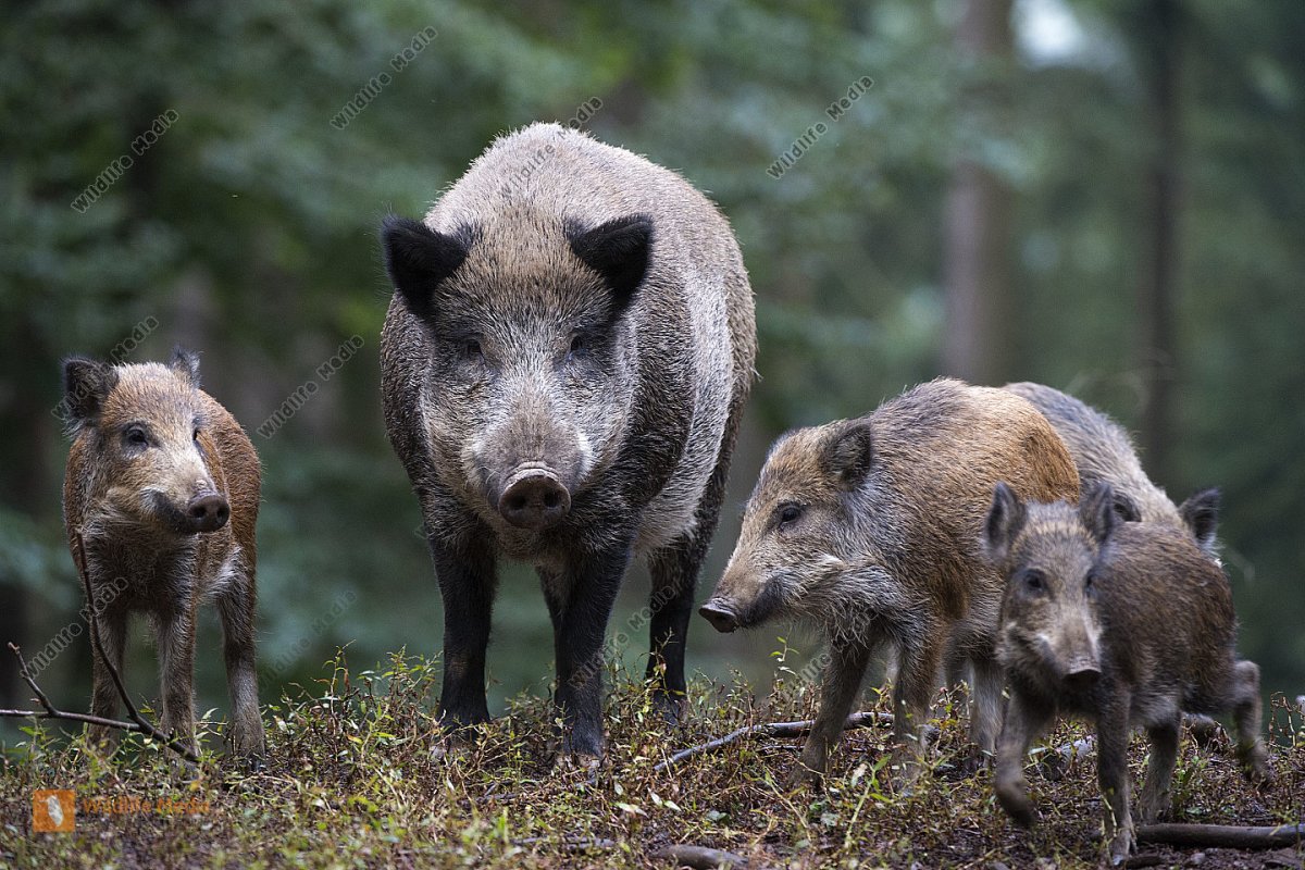Кабаны в Саратовской области