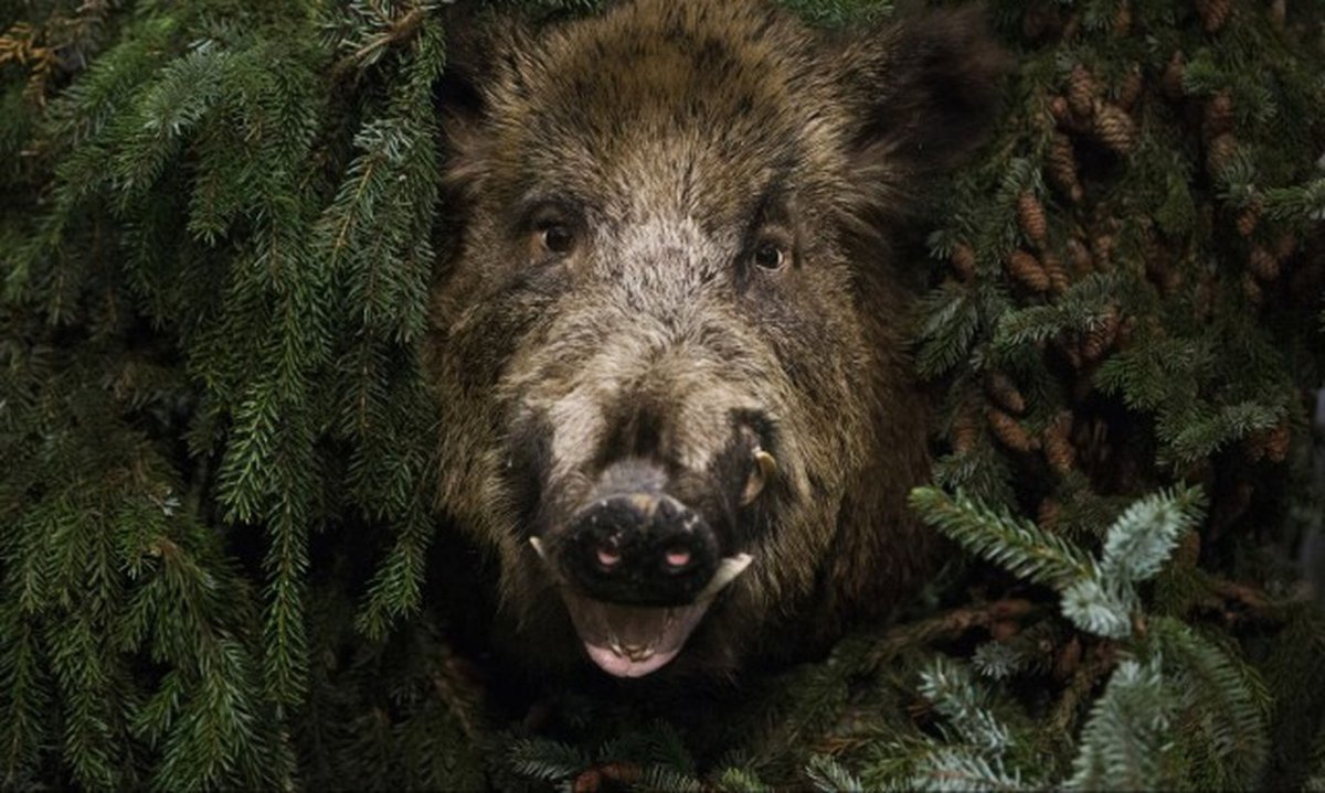 Вепрь дикий кабан