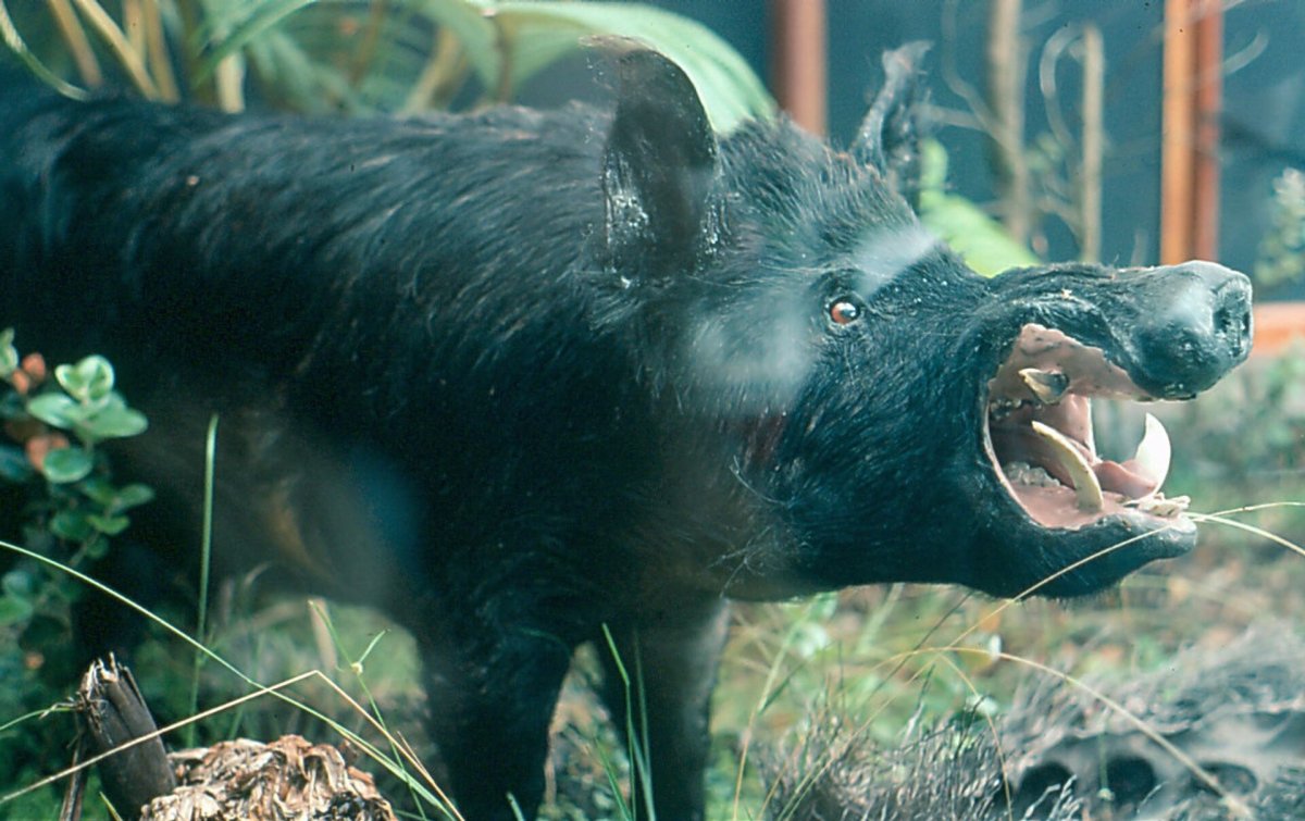 Кабаны Вепри и бородавочники