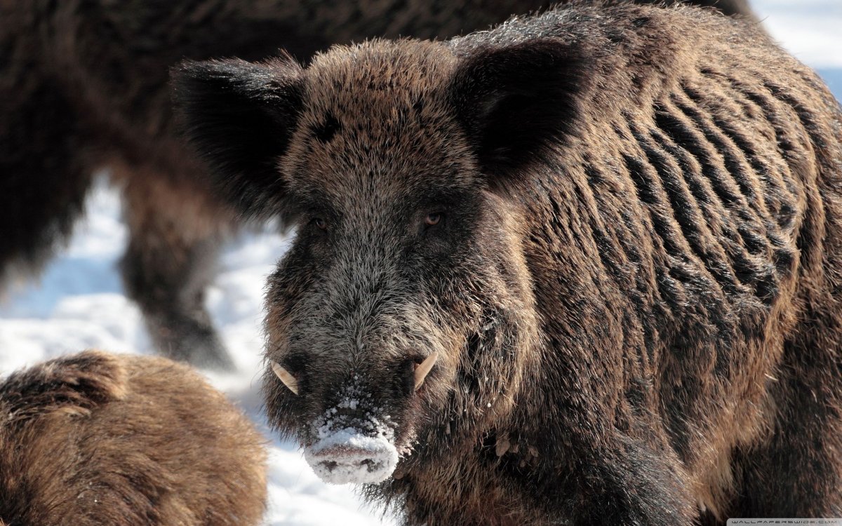 Кабан вектор