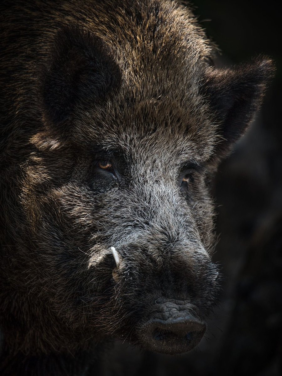 Вепрь секач