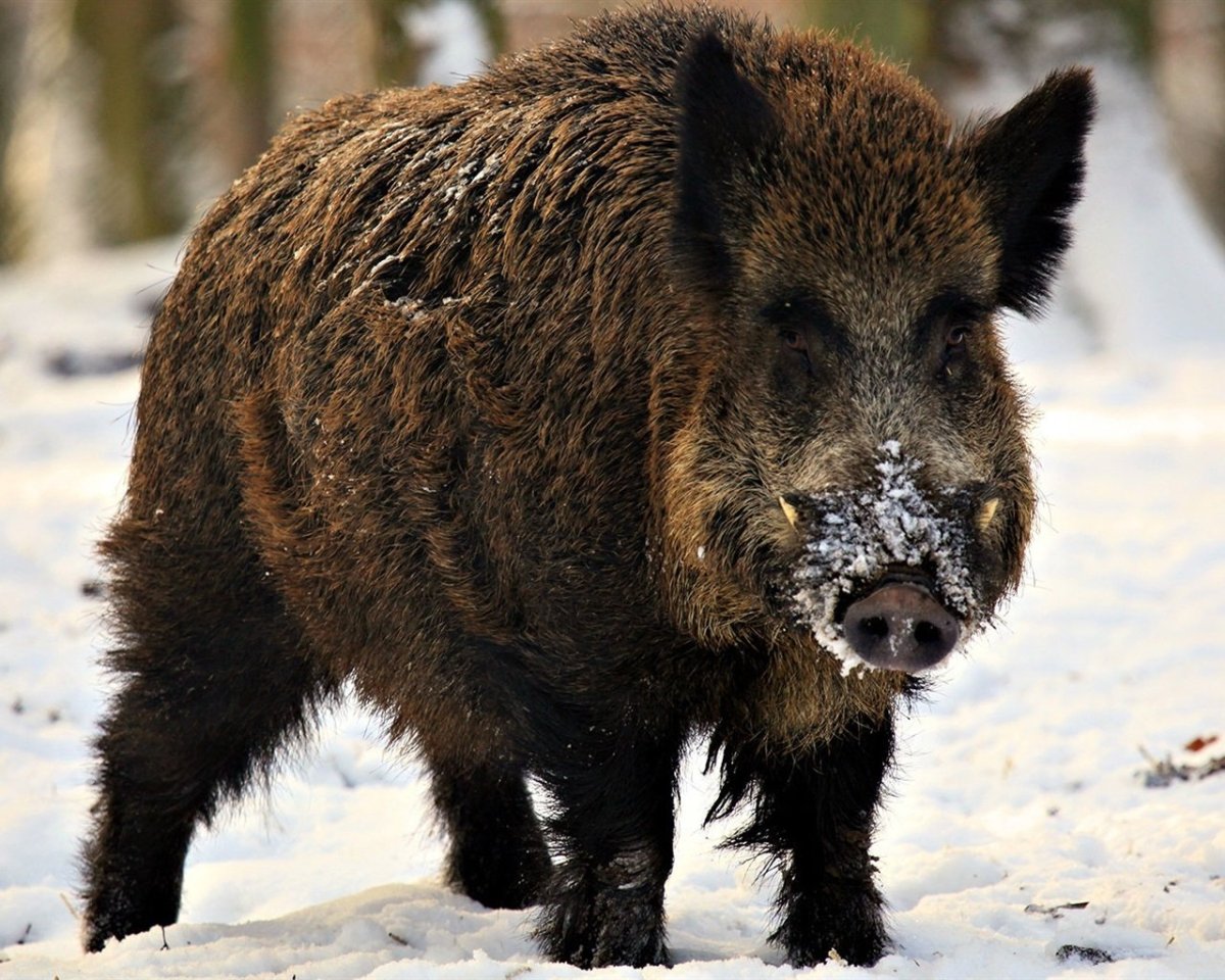 Динеро кабанчик