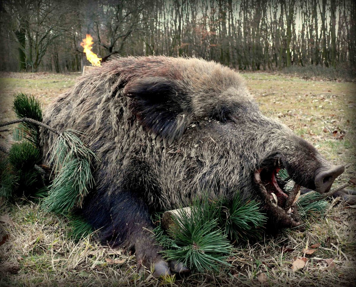 Кабан на аву