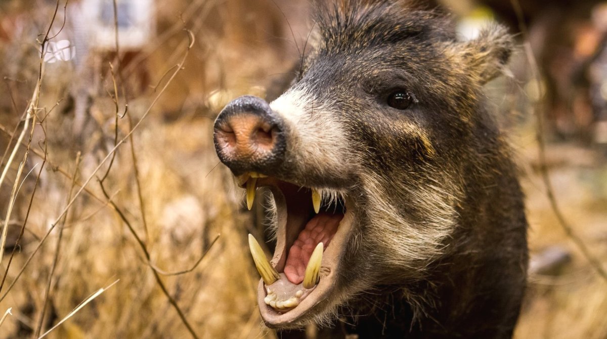 Вепрь животное