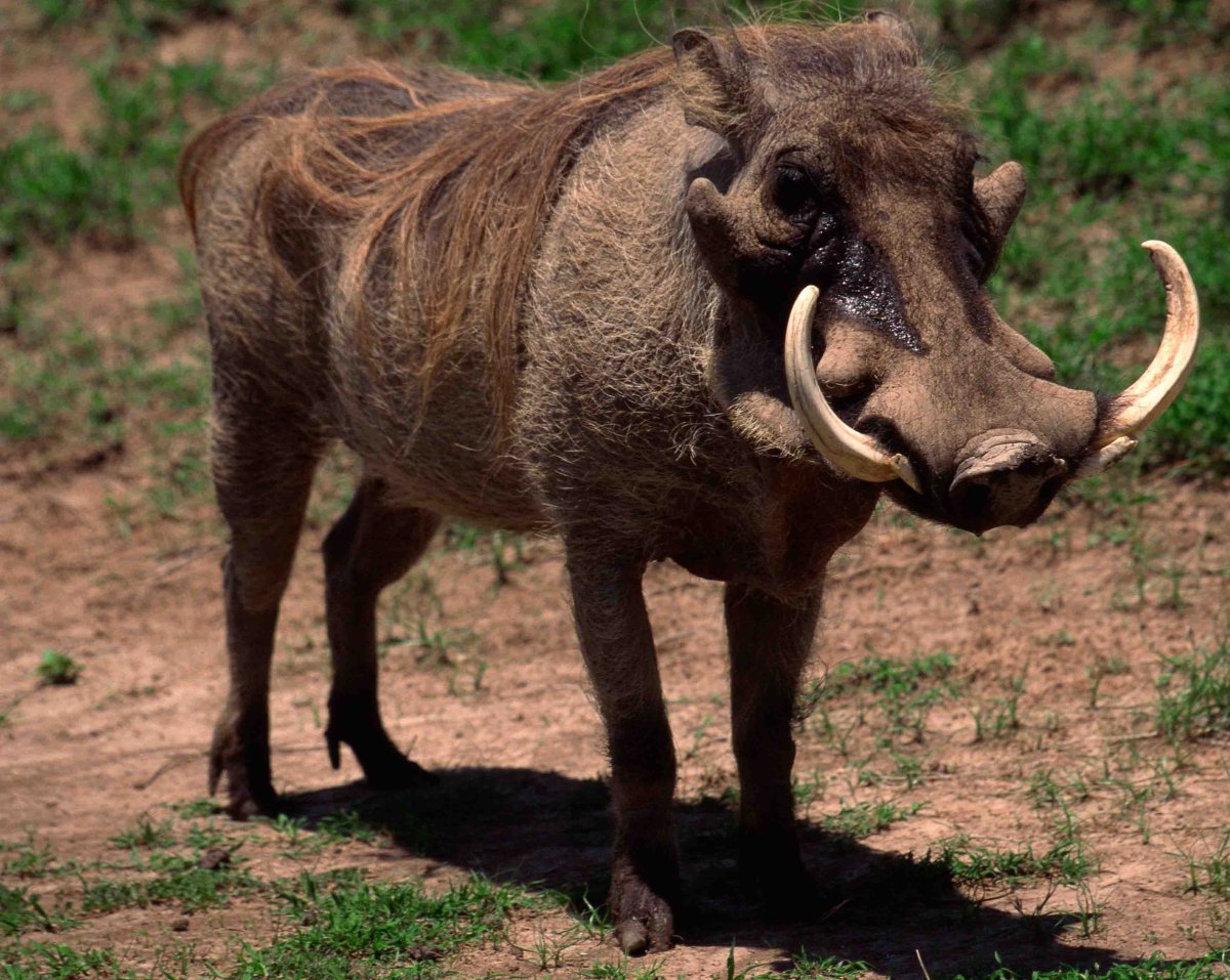 Свинобразы Hearthstone