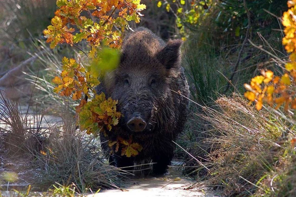 Кабан Вепрь секач