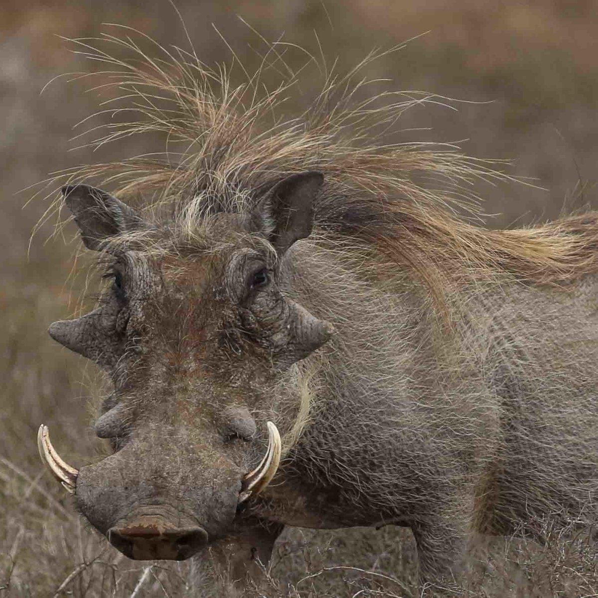 Кабан Вепрь Монголия
