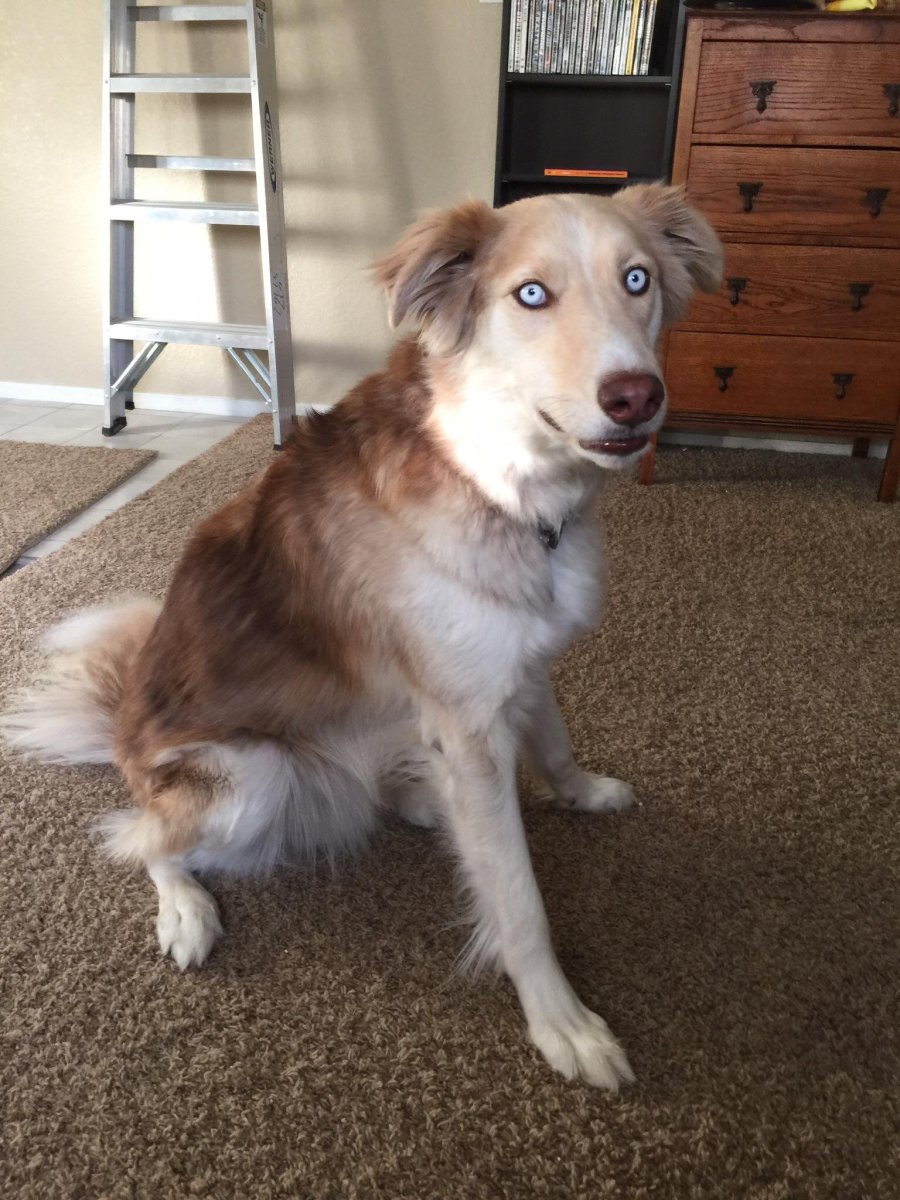 Метис бордер колли и лайки