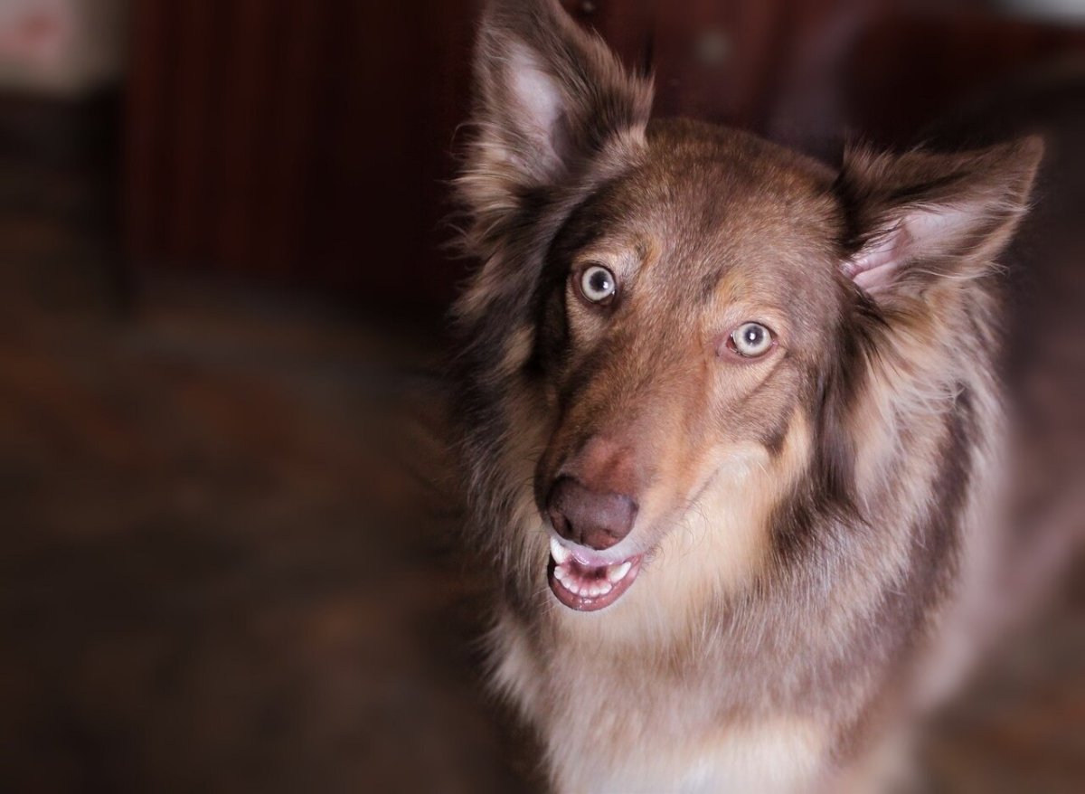 Метис хаски рыжий