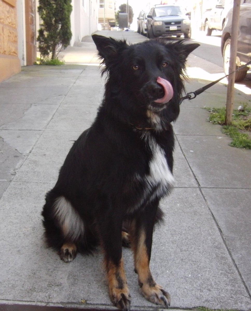 Метис грюнендаля и бордер колли