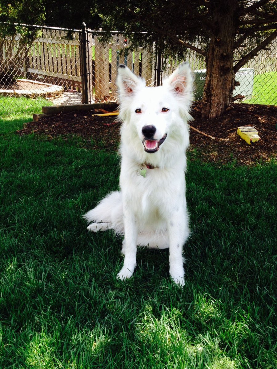 Колли и БШО