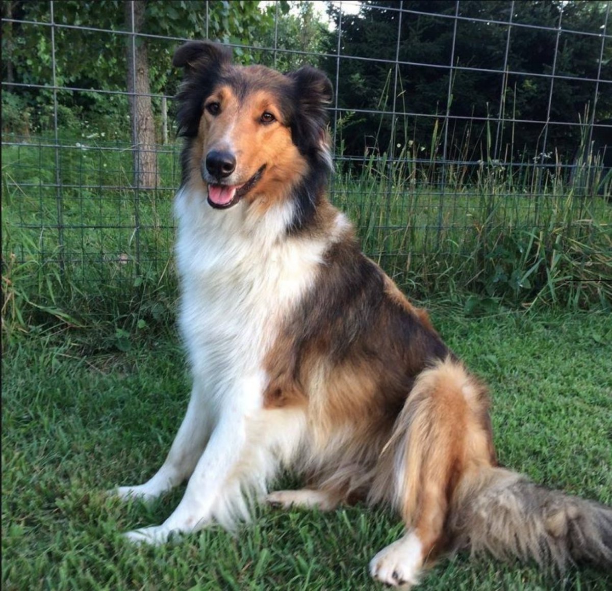 Метис колли и борзой