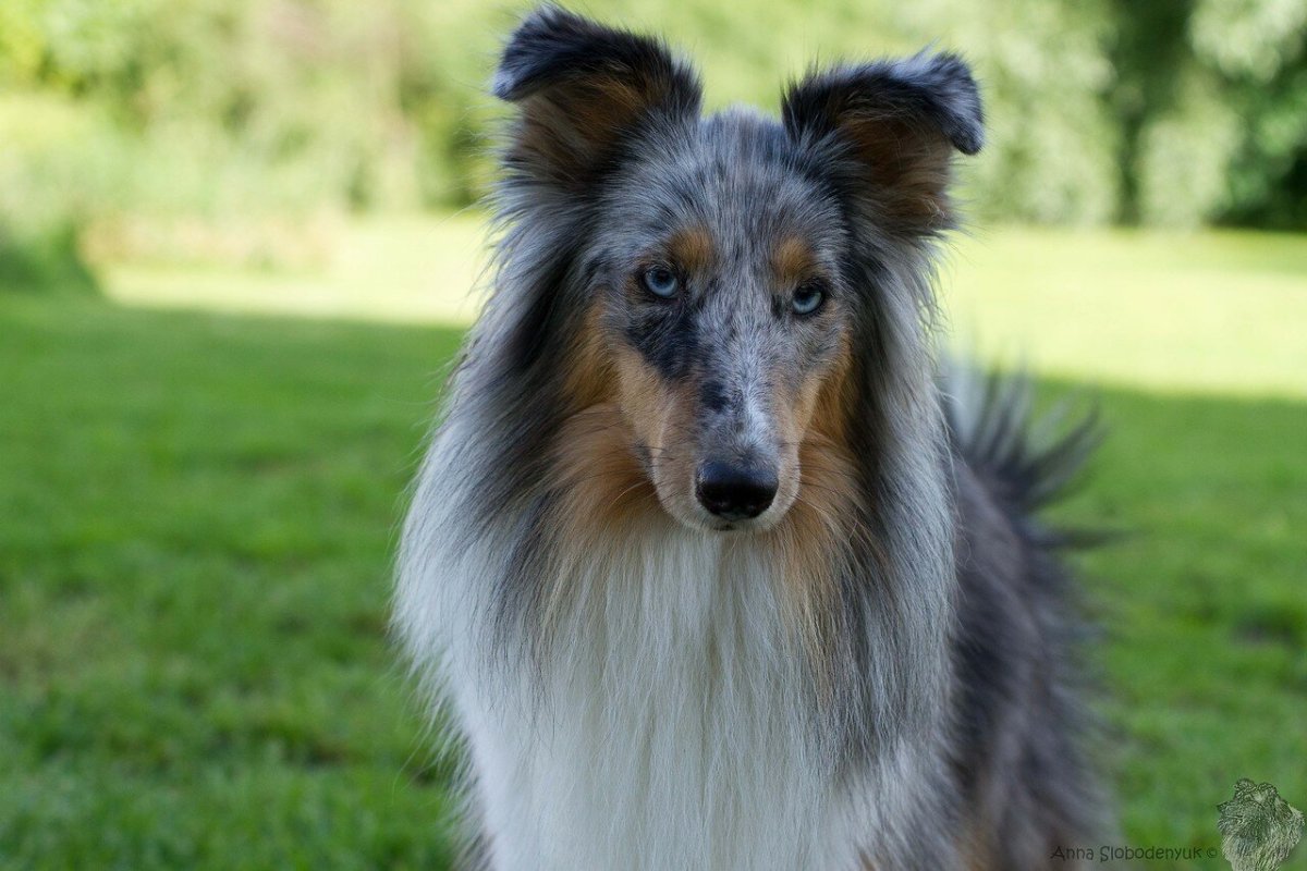 Блек Фокс Черринг ФО ми шелти фото