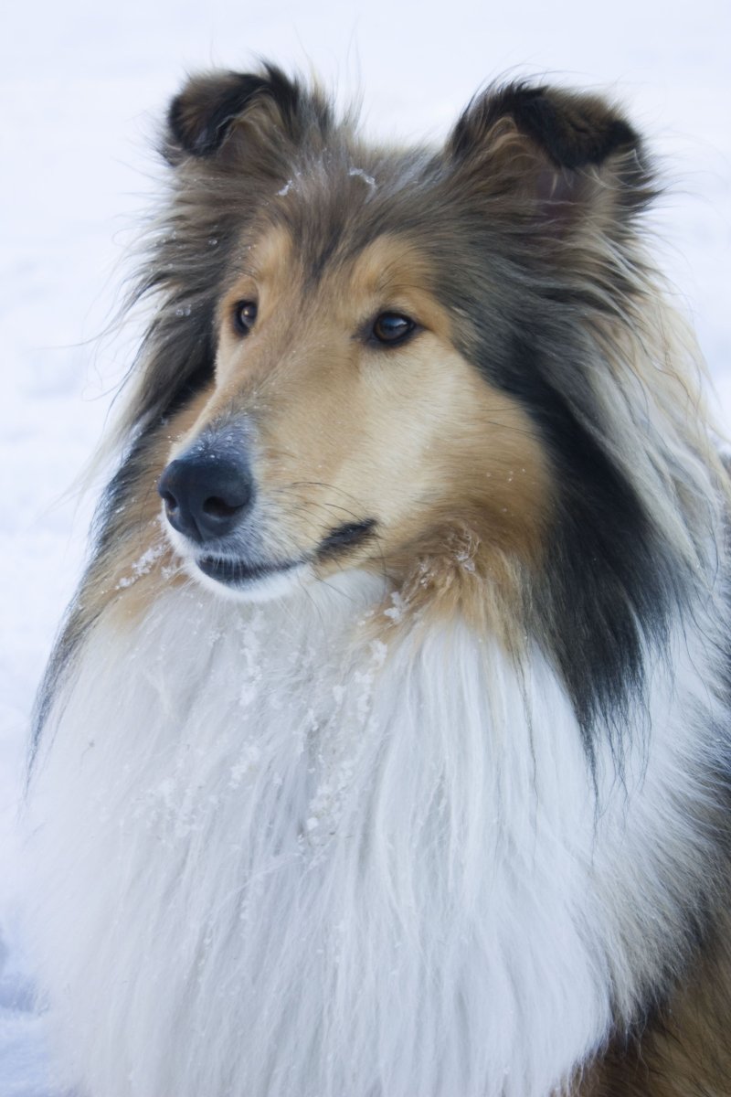 Колли и хаски