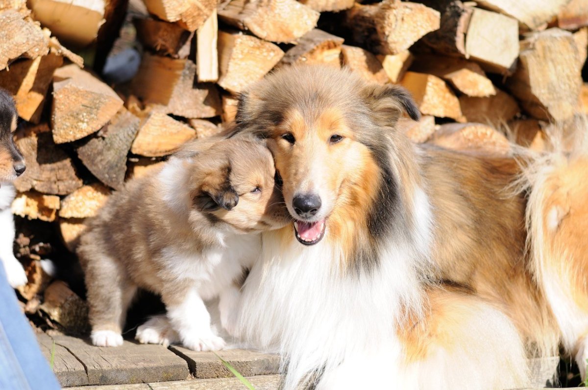 Собака смесь с колли