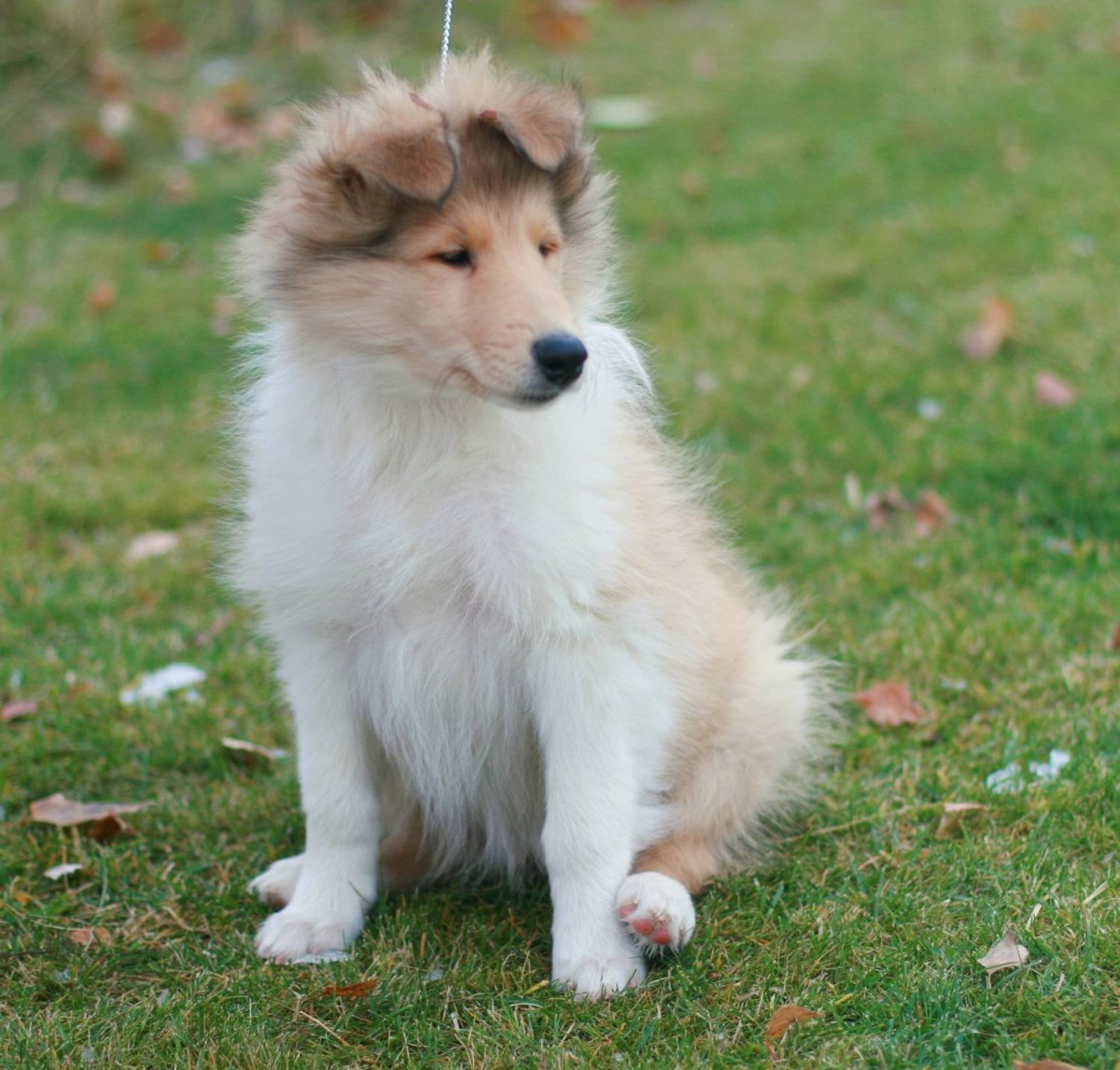 Метис колли