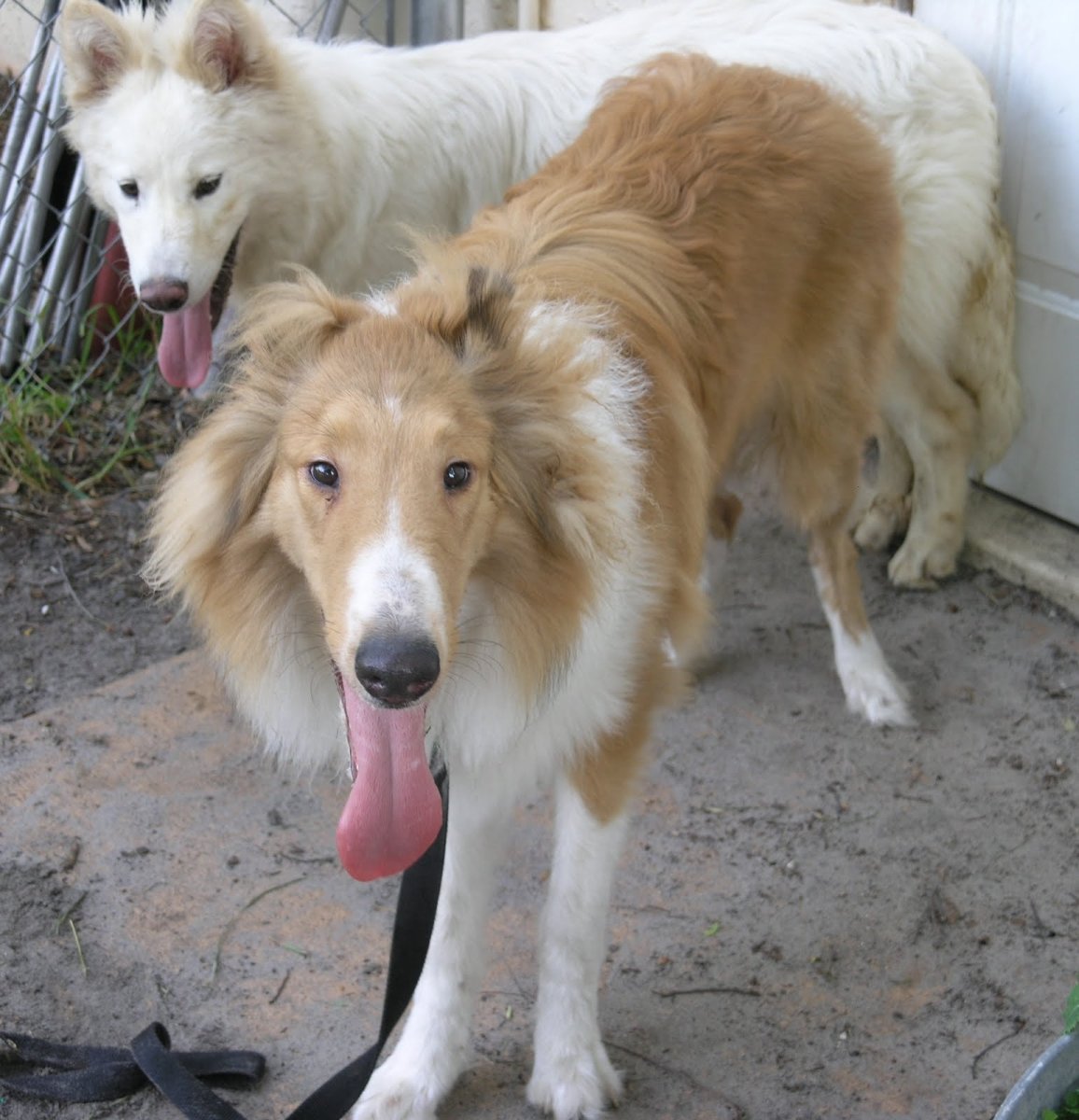 Метис самоеда и колли