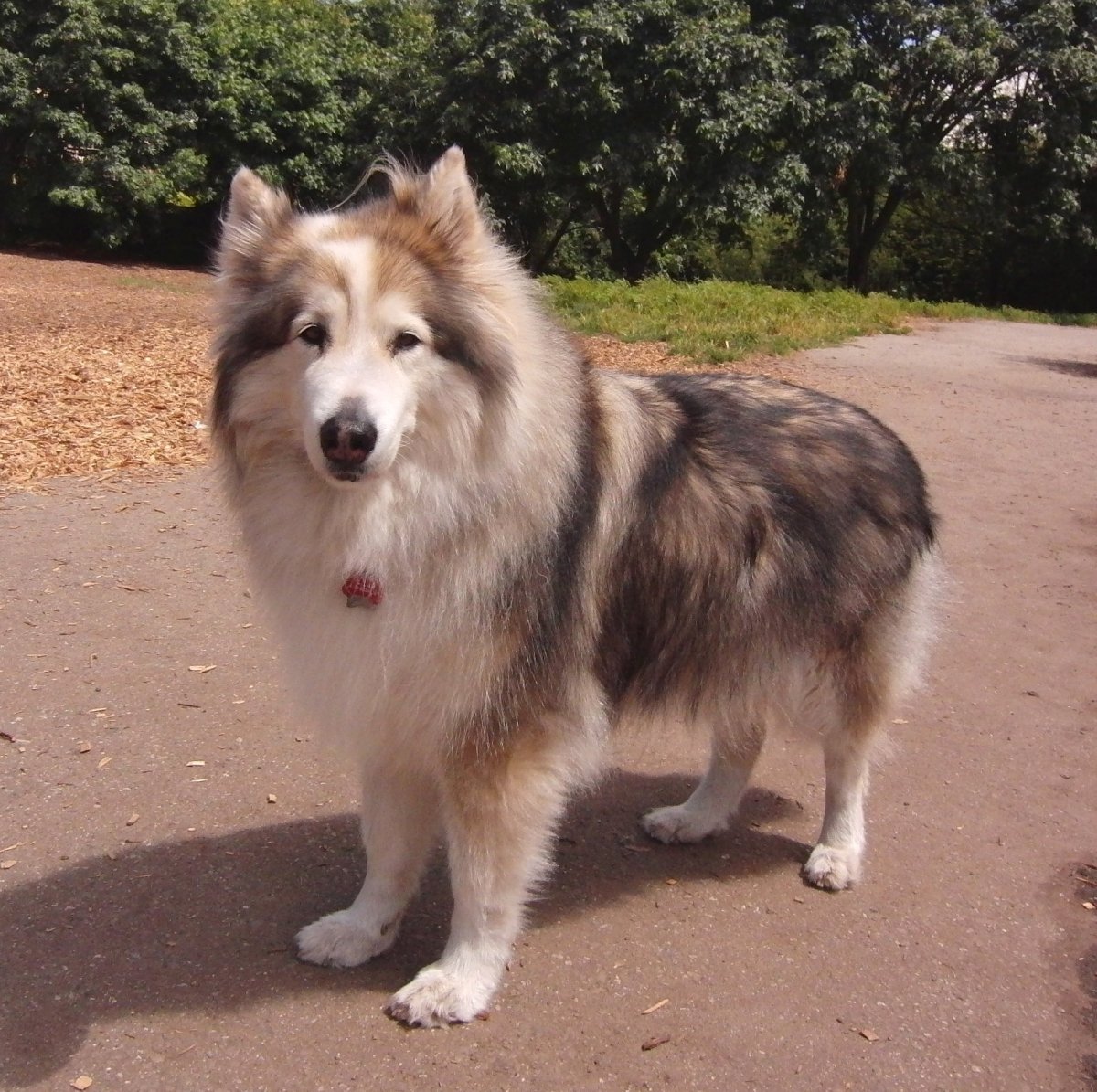 Аляскинский маламут длинношерстный