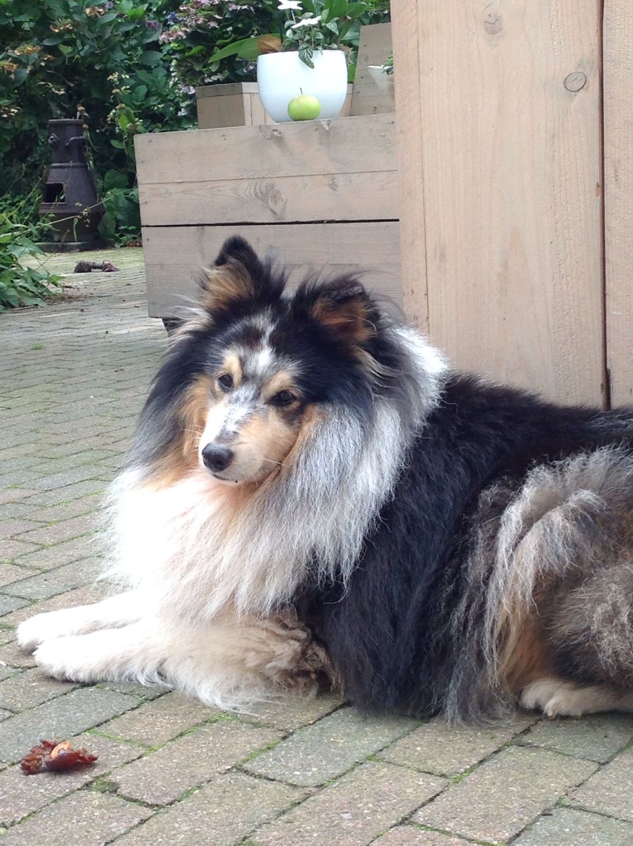 Лайка колли