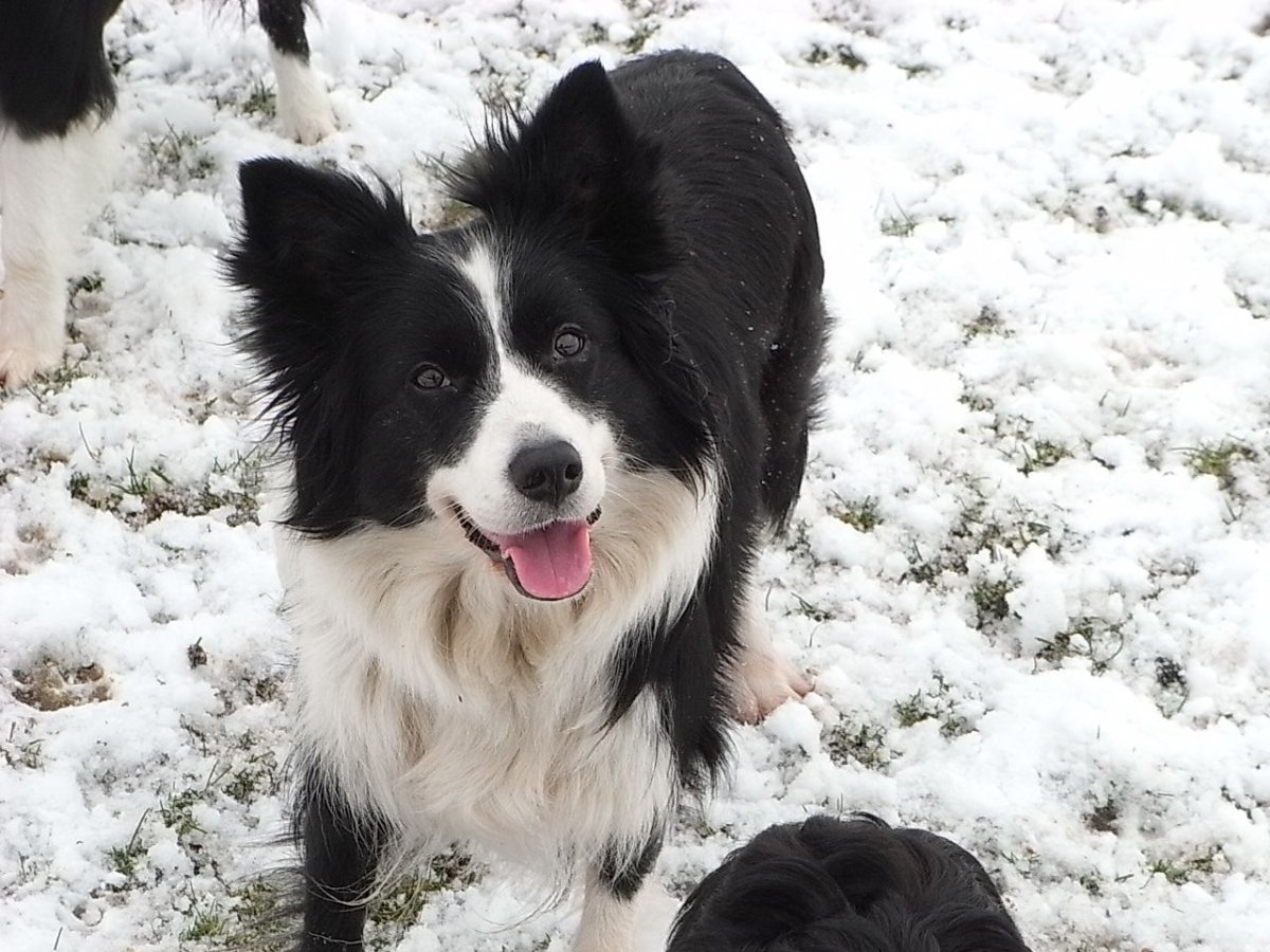 Метис бордер колли и корги