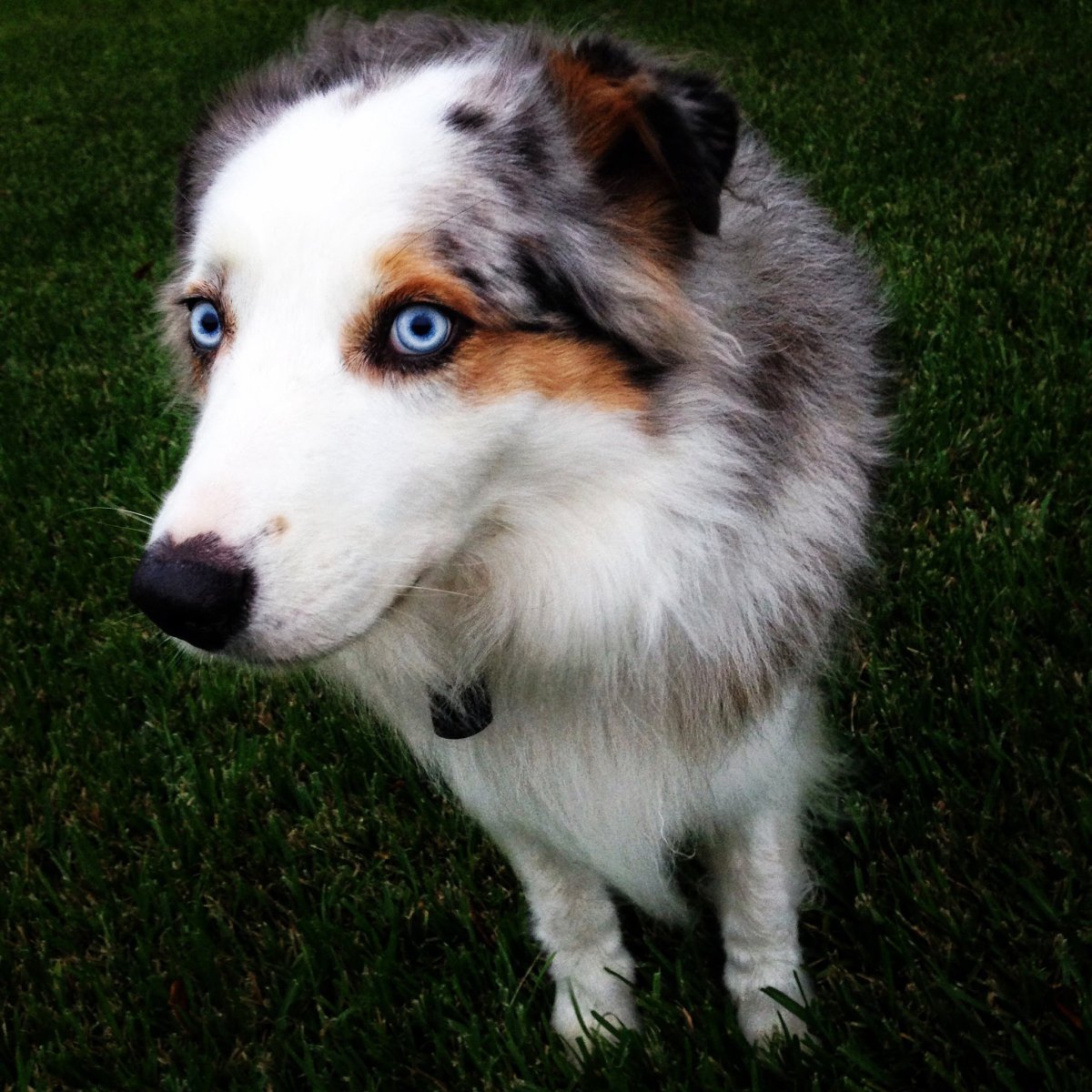 Аусси голубой Мерль