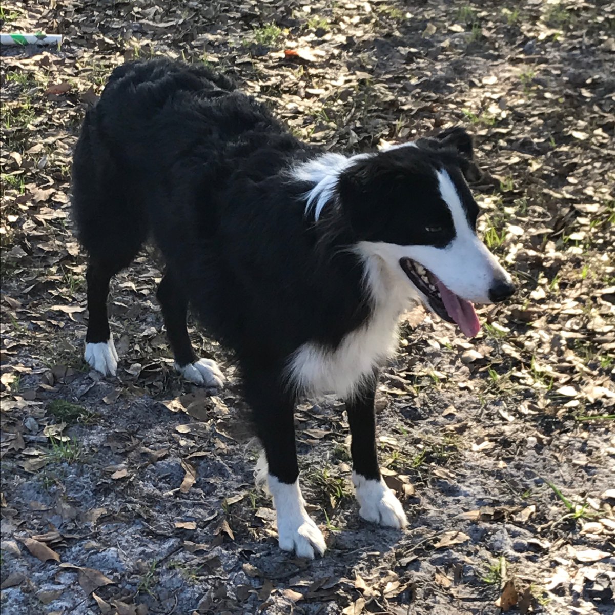 Метис бордер колли и лайки