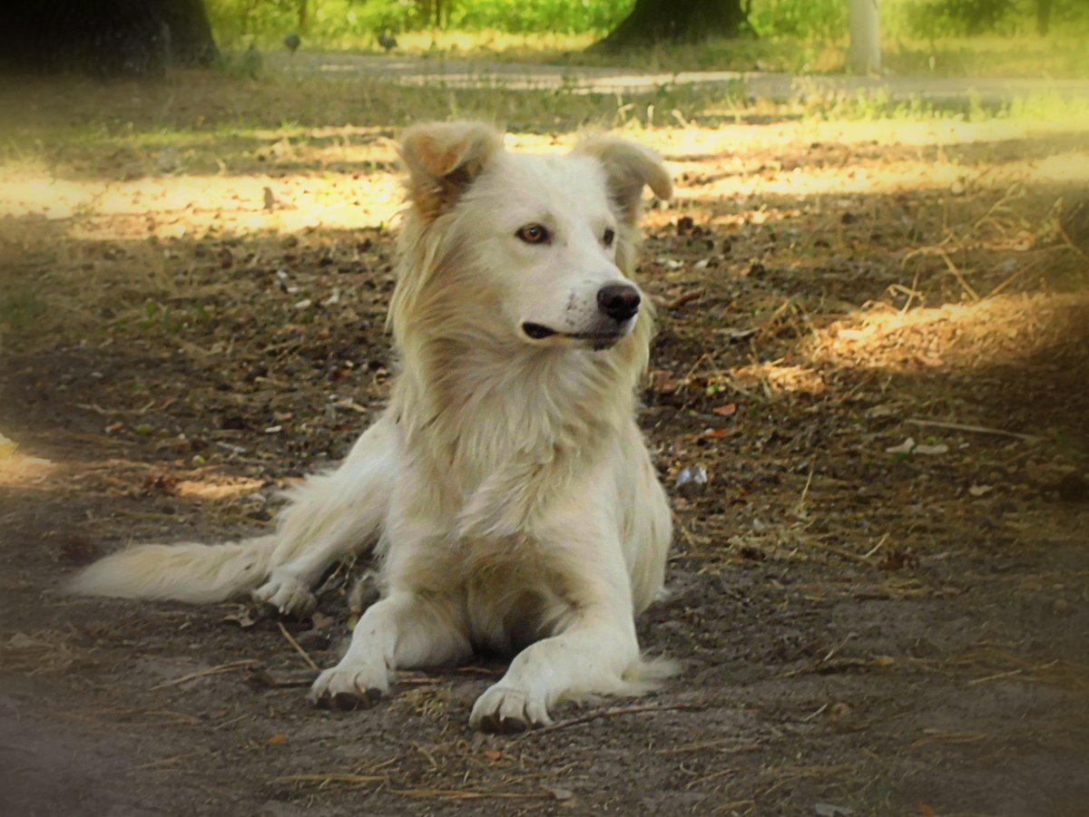 Метис золотистого ретривера и бордер колли