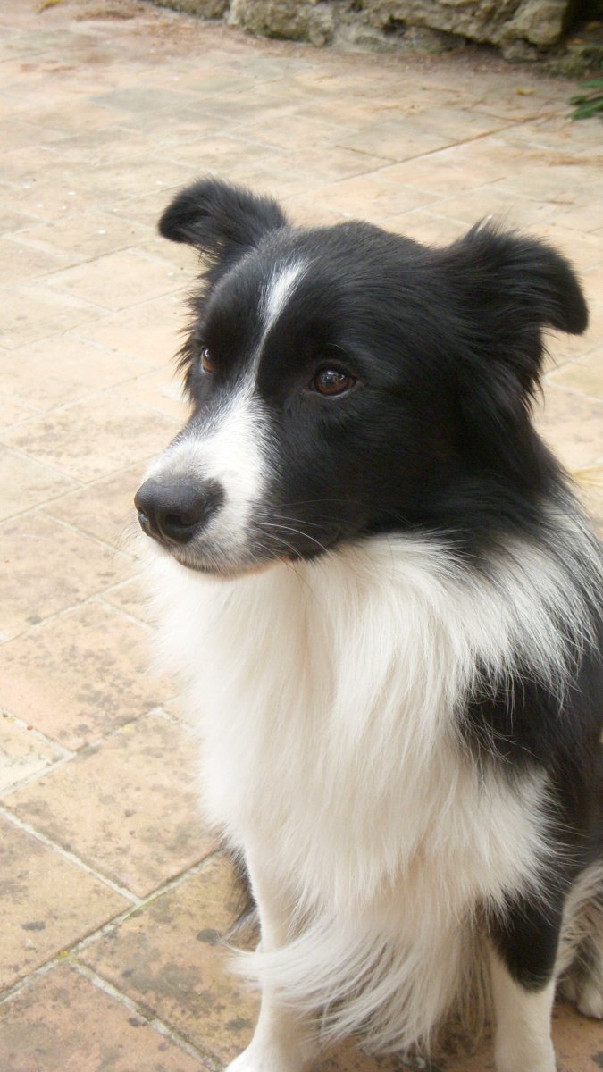 Метис бордер колли