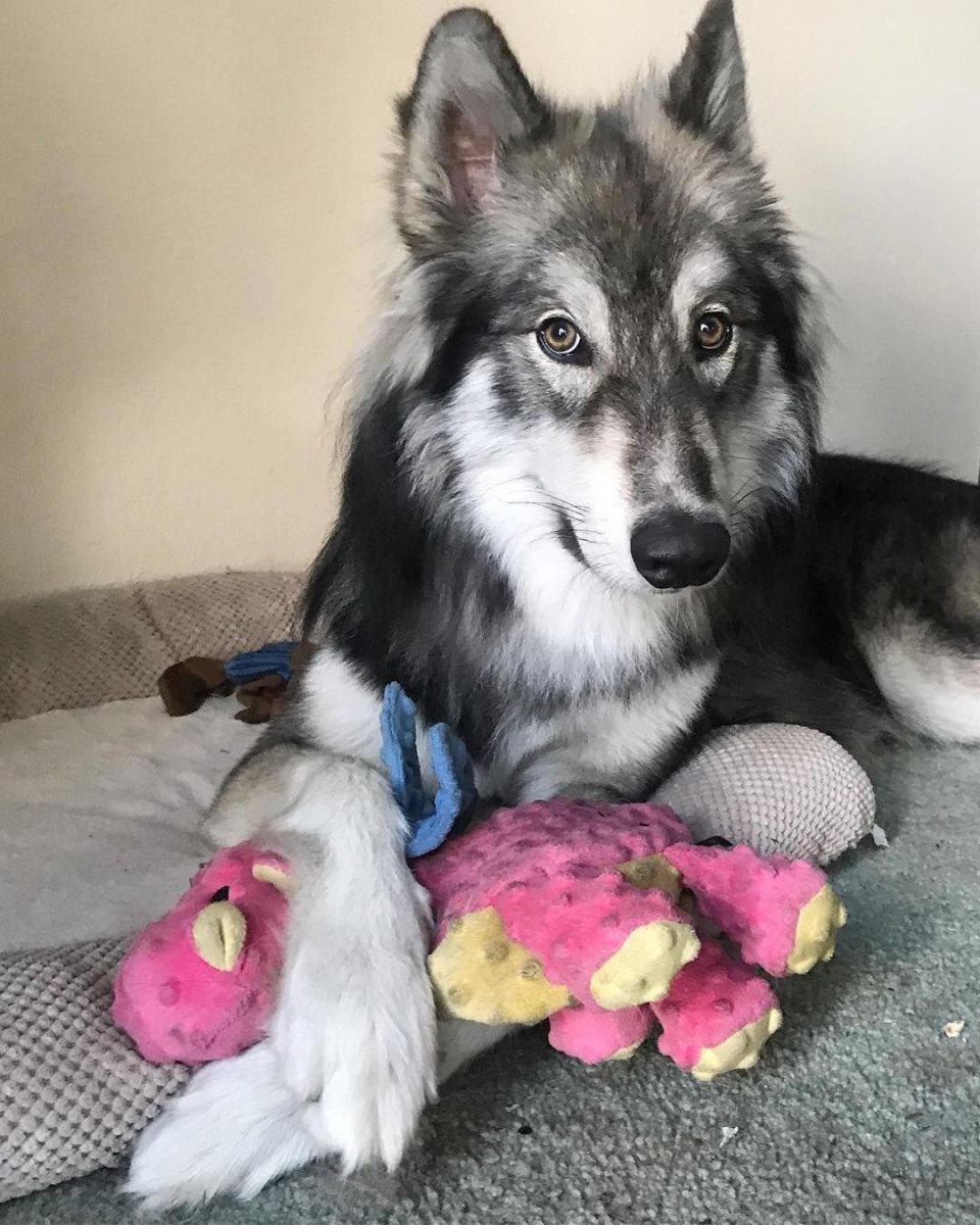 Хаски Вольф