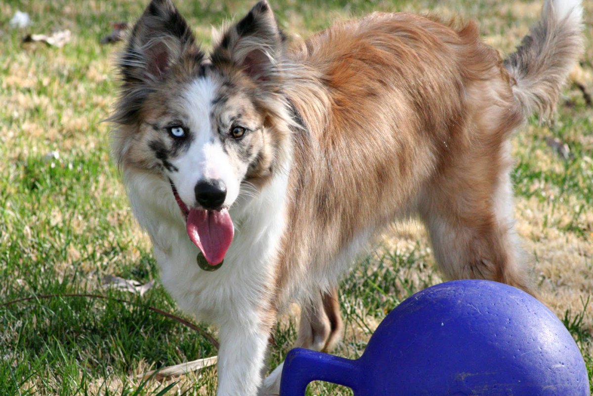 Шелти Сейбл Мерль