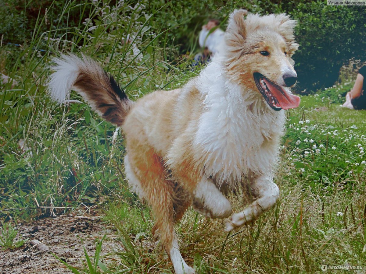 Метис колли и овчарки