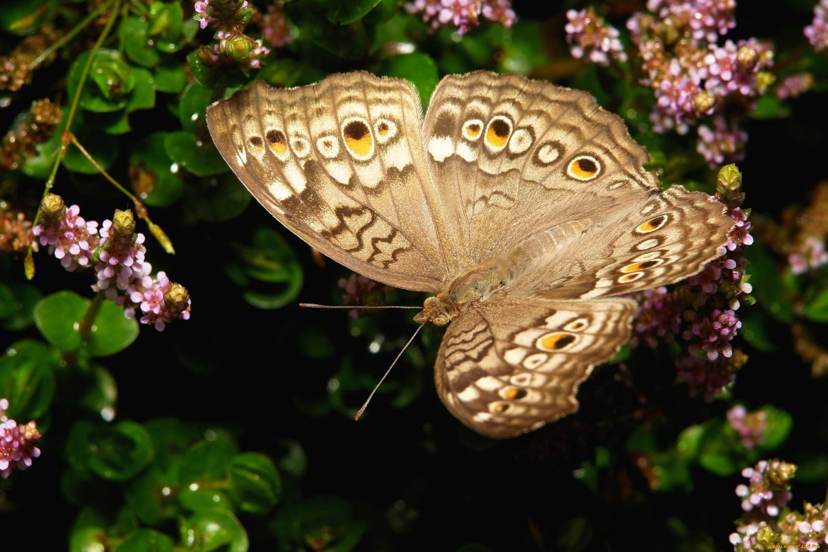 Красивые картинки цветы и бабочки