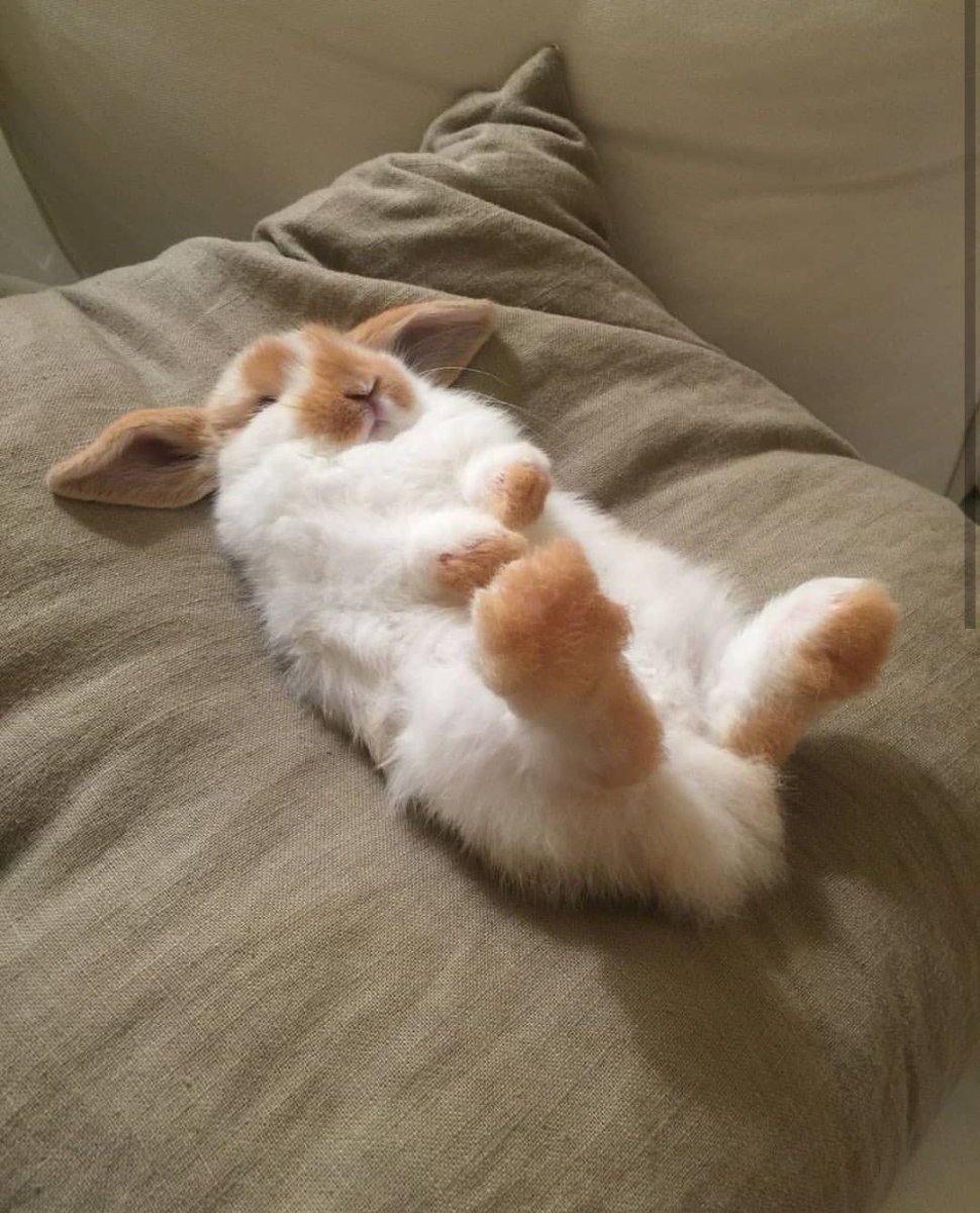 Кролик спит